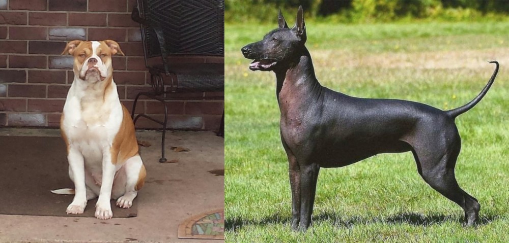 Hairless Khala vs Alapaha Blue Blood Bulldog - Breed Comparison