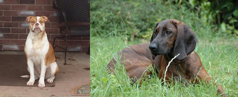 Hanover Hound vs Alapaha Blue Blood Bulldog - Breed Comparison