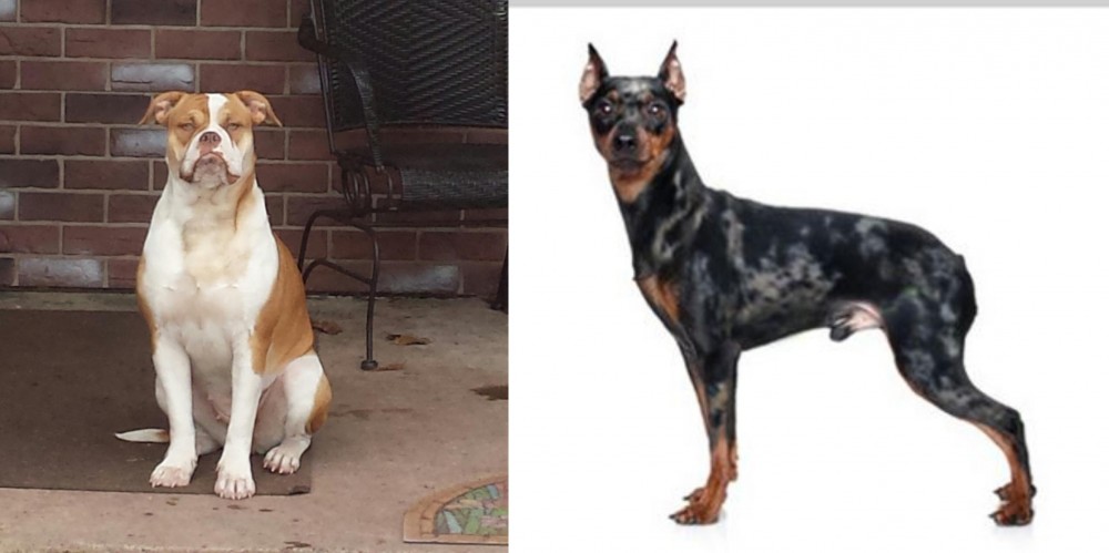 Harlequin Pinscher vs Alapaha Blue Blood Bulldog - Breed Comparison