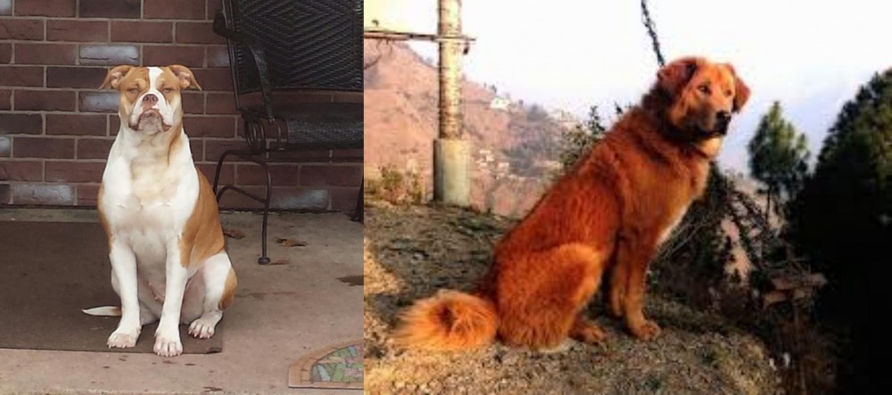 Himalayan Sheepdog vs Alapaha Blue Blood Bulldog - Breed Comparison