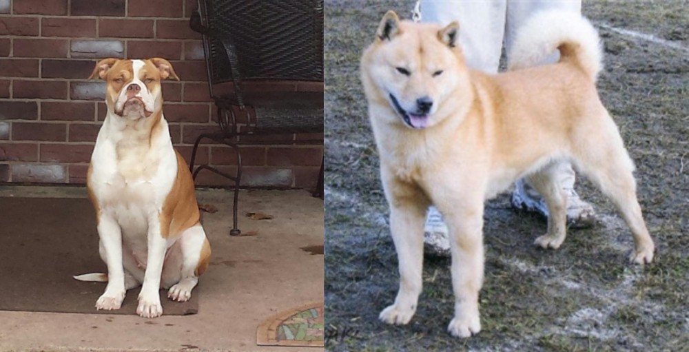 Hokkaido vs Alapaha Blue Blood Bulldog - Breed Comparison