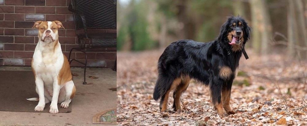 Hovawart vs Alapaha Blue Blood Bulldog - Breed Comparison
