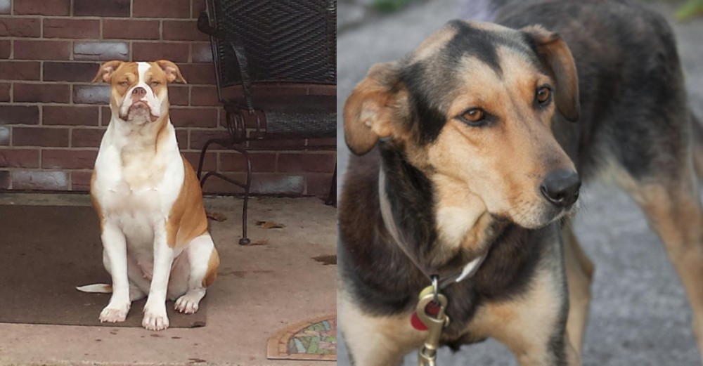 Huntaway vs Alapaha Blue Blood Bulldog - Breed Comparison