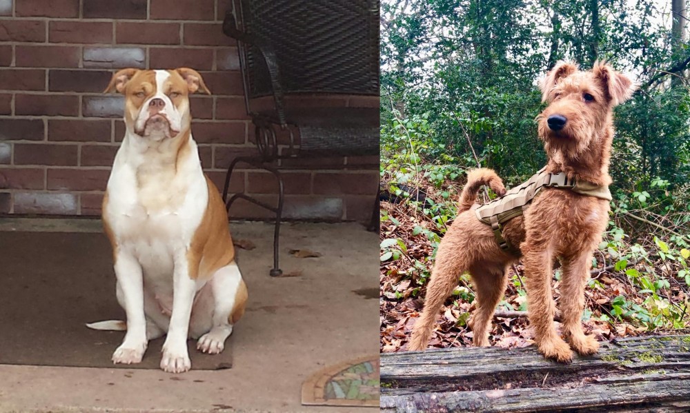 Irish Terrier vs Alapaha Blue Blood Bulldog - Breed Comparison