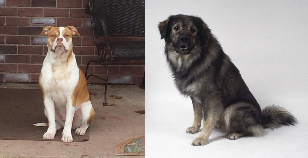 Istrian Sheepdog vs Alapaha Blue Blood Bulldog - Breed Comparison