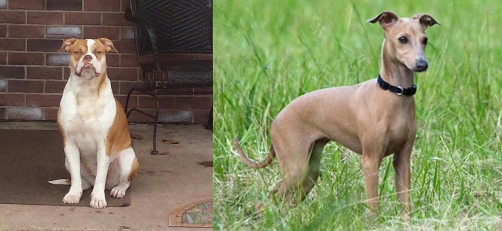 Italian Greyhound vs Alapaha Blue Blood Bulldog - Breed Comparison