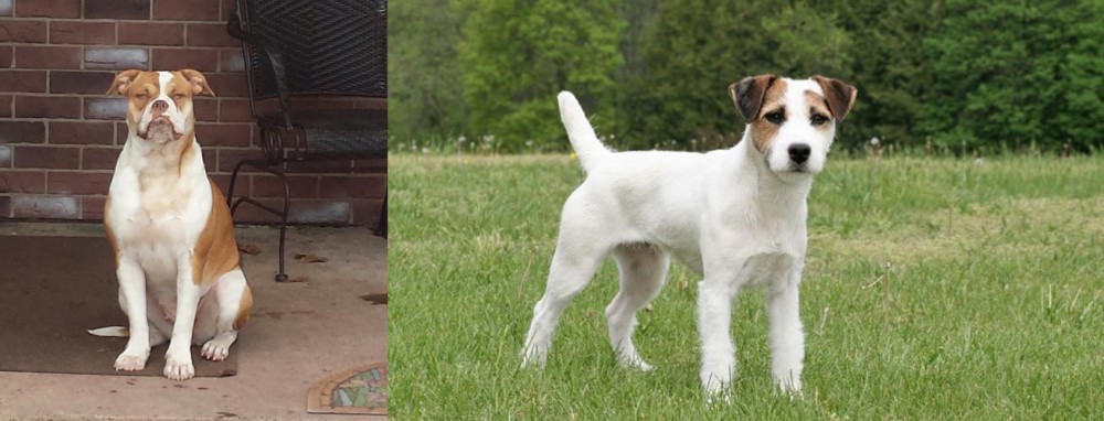 Jack Russell Terrier vs Alapaha Blue Blood Bulldog - Breed Comparison