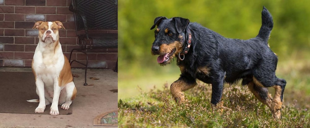 Jagdterrier vs Alapaha Blue Blood Bulldog - Breed Comparison