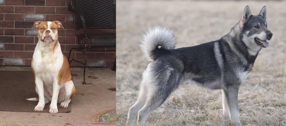 Jamthund vs Alapaha Blue Blood Bulldog - Breed Comparison