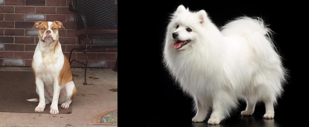 Japanese Spitz vs Alapaha Blue Blood Bulldog - Breed Comparison