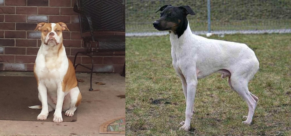 Japanese Terrier vs Alapaha Blue Blood Bulldog - Breed Comparison