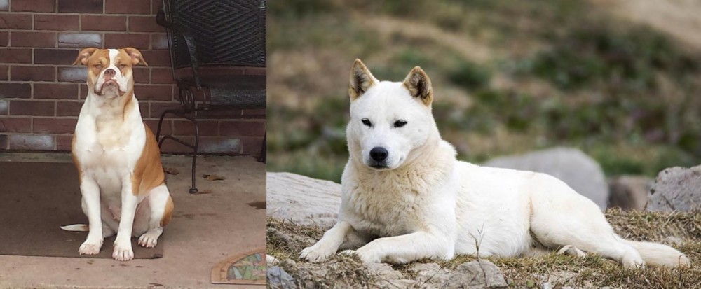 Jindo vs Alapaha Blue Blood Bulldog - Breed Comparison