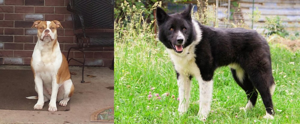 Karelian Bear Dog vs Alapaha Blue Blood Bulldog - Breed Comparison