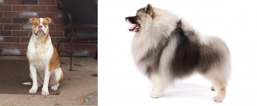 Keeshond vs Alapaha Blue Blood Bulldog - Breed Comparison