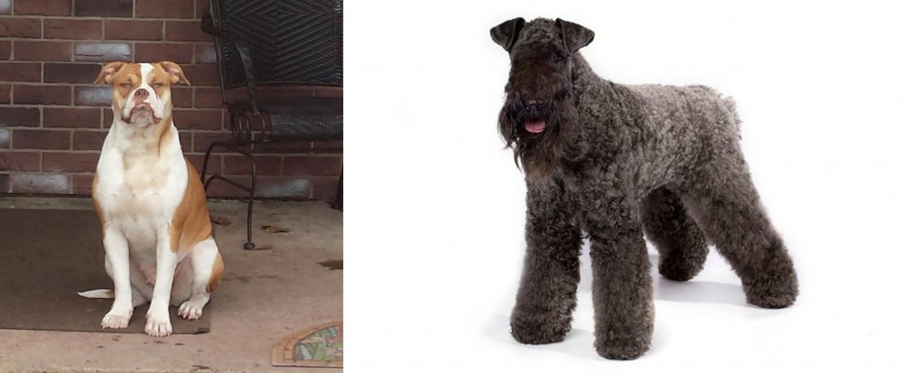 Kerry Blue Terrier vs Alapaha Blue Blood Bulldog - Breed Comparison