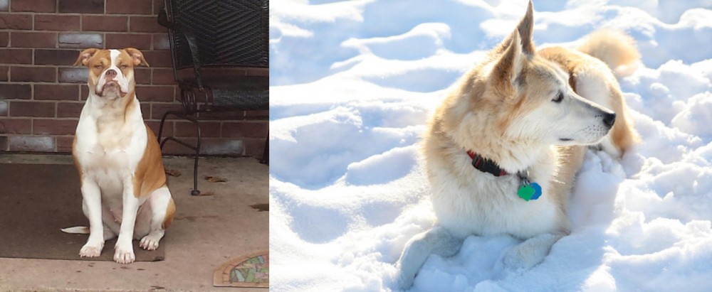 Labrador Husky vs Alapaha Blue Blood Bulldog - Breed Comparison