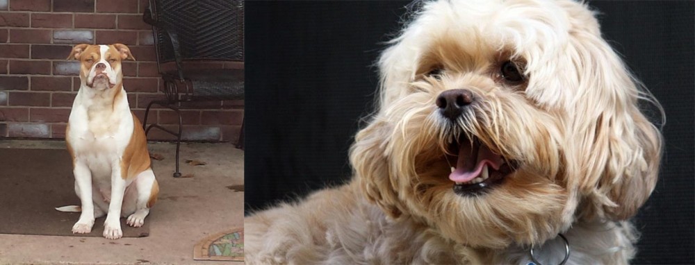 Lhasapoo vs Alapaha Blue Blood Bulldog - Breed Comparison