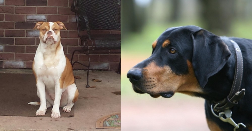 Lithuanian Hound vs Alapaha Blue Blood Bulldog - Breed Comparison
