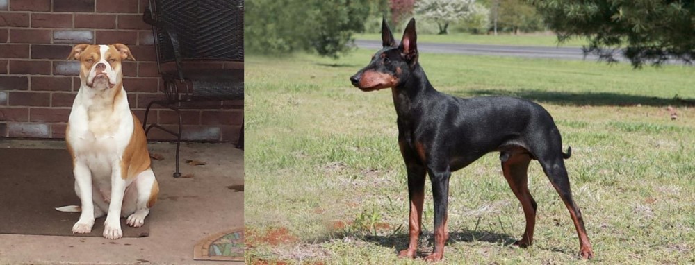 Manchester Terrier vs Alapaha Blue Blood Bulldog - Breed Comparison