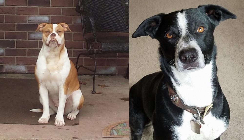 McNab vs Alapaha Blue Blood Bulldog - Breed Comparison