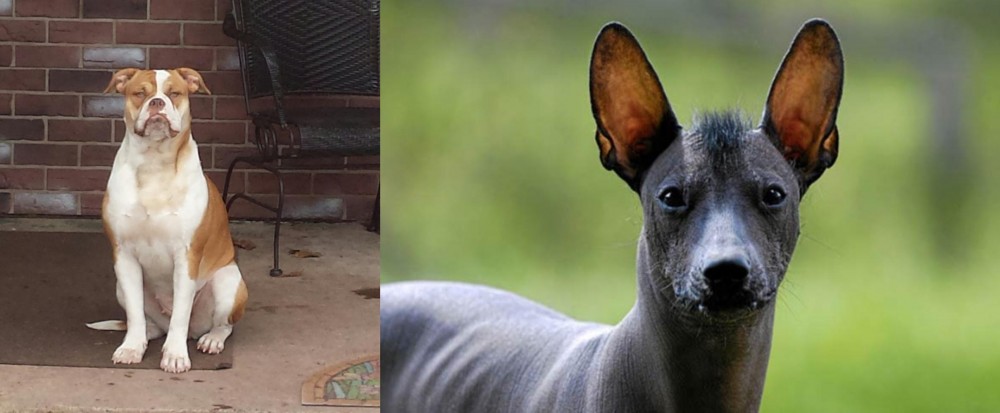 Mexican Hairless vs Alapaha Blue Blood Bulldog - Breed Comparison
