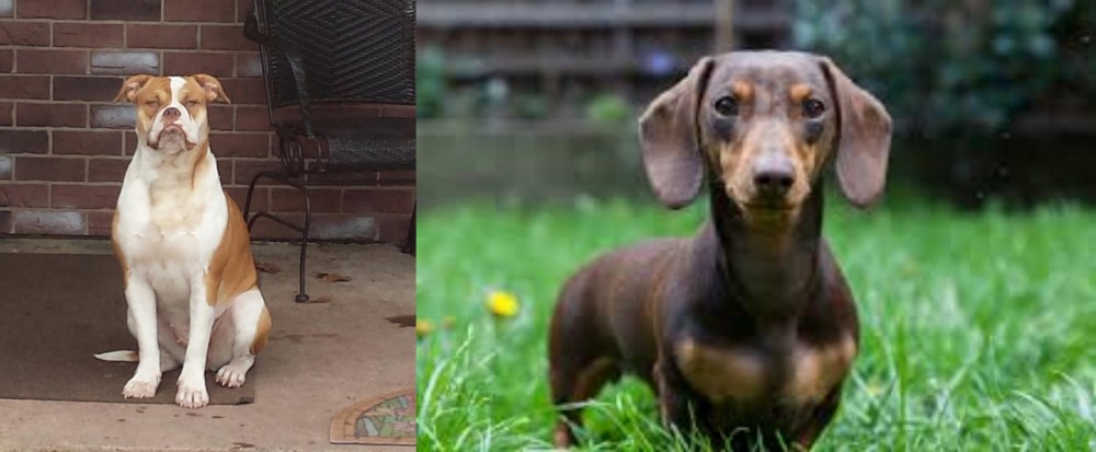 Miniature Dachshund vs Alapaha Blue Blood Bulldog - Breed Comparison