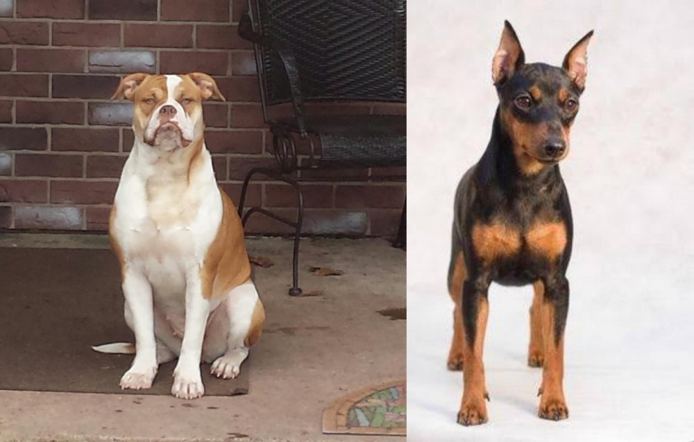 Miniature Pinscher vs Alapaha Blue Blood Bulldog - Breed Comparison