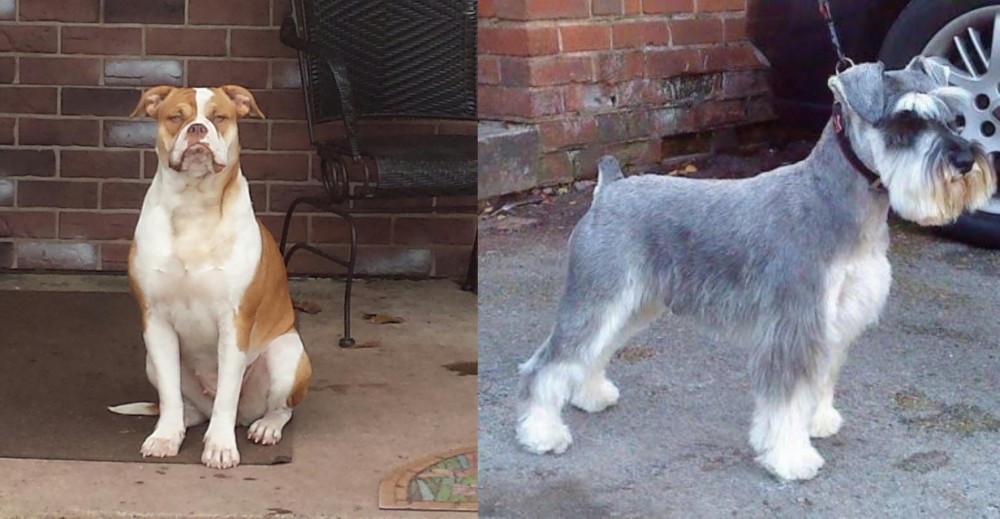 Miniature Schnauzer vs Alapaha Blue Blood Bulldog - Breed Comparison