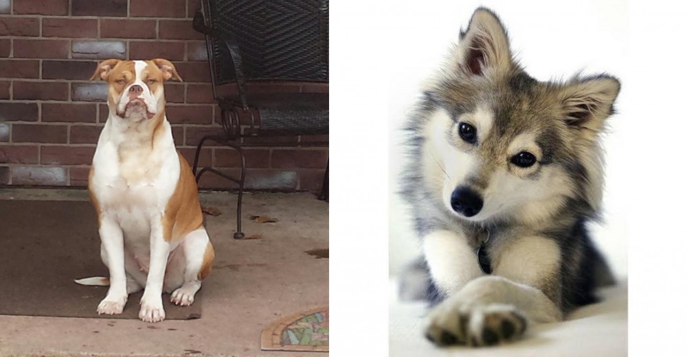Miniature Siberian Husky vs Alapaha Blue Blood Bulldog - Breed Comparison