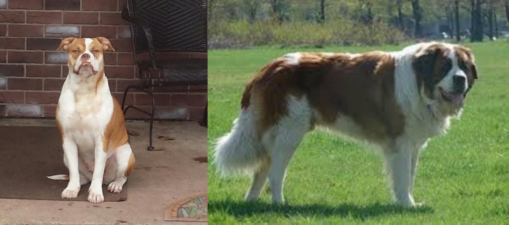 Moscow Watchdog vs Alapaha Blue Blood Bulldog - Breed Comparison