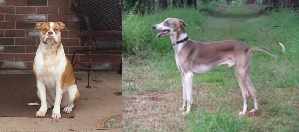 Mudhol Hound vs Alapaha Blue Blood Bulldog - Breed Comparison