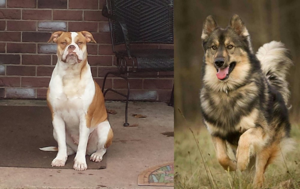 Native American Indian Dog vs Alapaha Blue Blood Bulldog - Breed Comparison