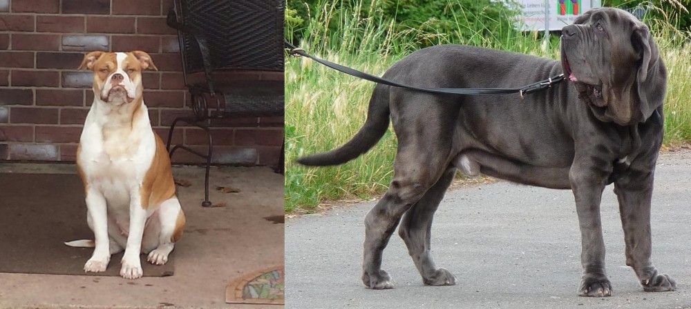 Neapolitan Mastiff vs Alapaha Blue Blood Bulldog - Breed Comparison