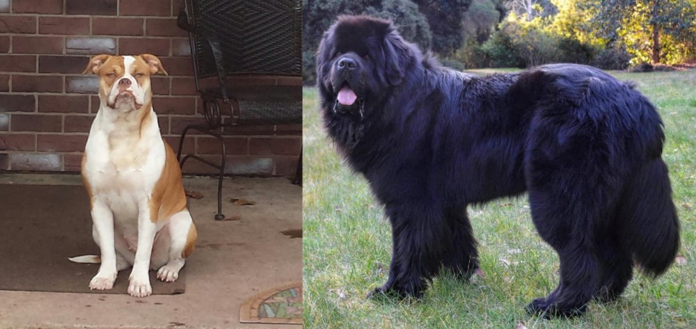 Newfoundland Dog vs Alapaha Blue Blood Bulldog - Breed Comparison