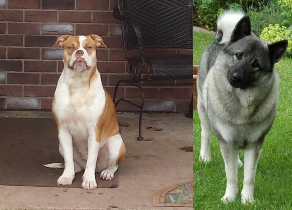 Norwegian Elkhound vs Alapaha Blue Blood Bulldog - Breed Comparison