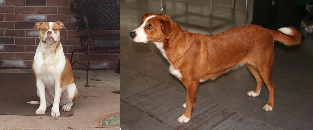 Osterreichischer Kurzhaariger Pinscher vs Alapaha Blue Blood Bulldog - Breed Comparison
