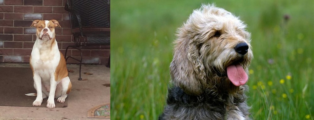 Otterhound vs Alapaha Blue Blood Bulldog - Breed Comparison