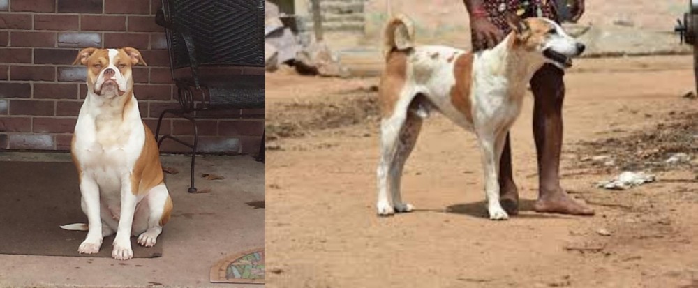 Pandikona vs Alapaha Blue Blood Bulldog - Breed Comparison