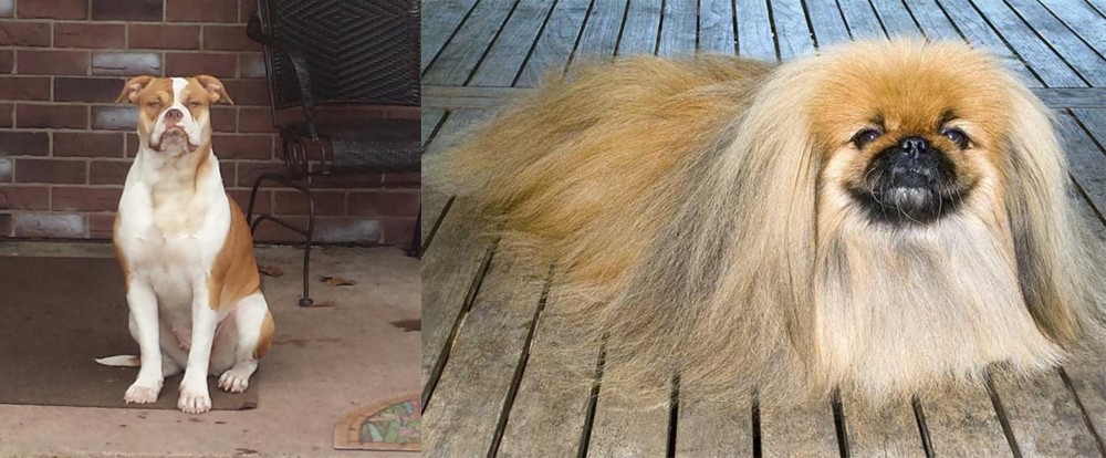 Pekingese vs Alapaha Blue Blood Bulldog - Breed Comparison