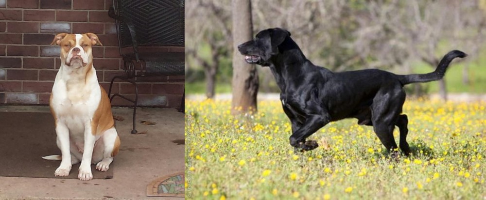 Perro de Pastor Mallorquin vs Alapaha Blue Blood Bulldog - Breed Comparison