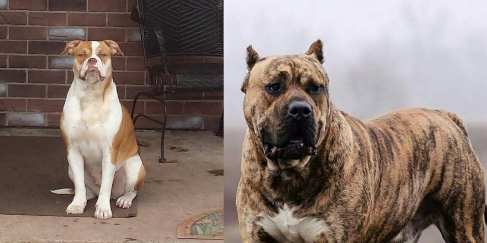 Perro de Presa Canario vs Alapaha Blue Blood Bulldog - Breed Comparison