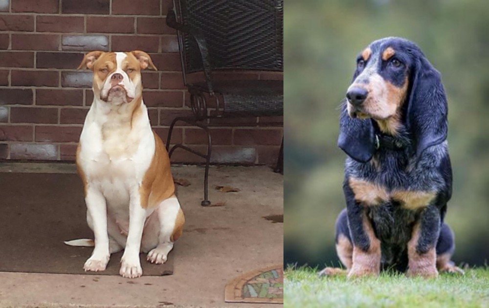 Petit Bleu de Gascogne vs Alapaha Blue Blood Bulldog - Breed Comparison