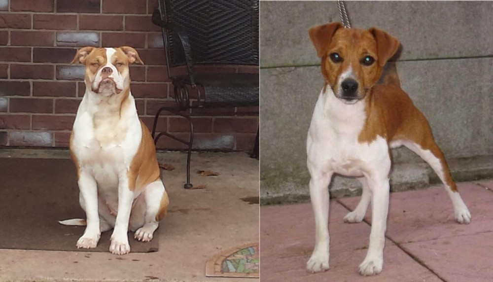 Plummer Terrier vs Alapaha Blue Blood Bulldog - Breed Comparison