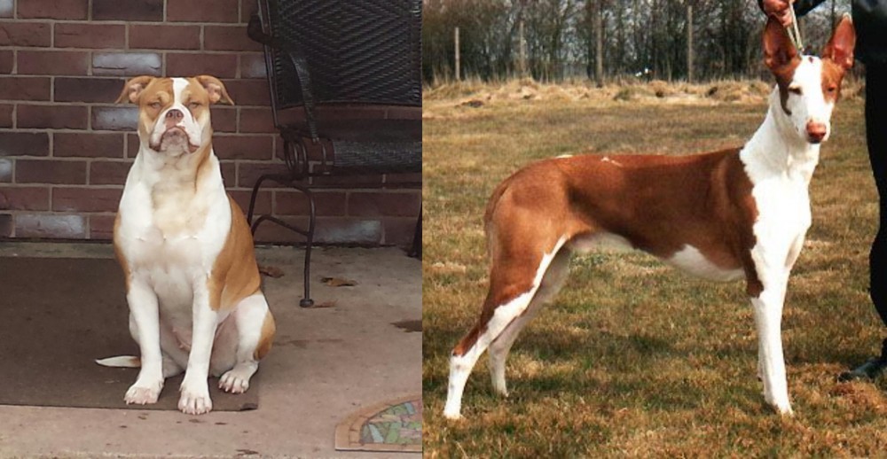 Podenco Canario vs Alapaha Blue Blood Bulldog - Breed Comparison