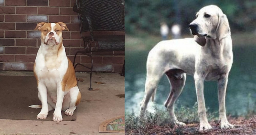 Porcelaine vs Alapaha Blue Blood Bulldog - Breed Comparison