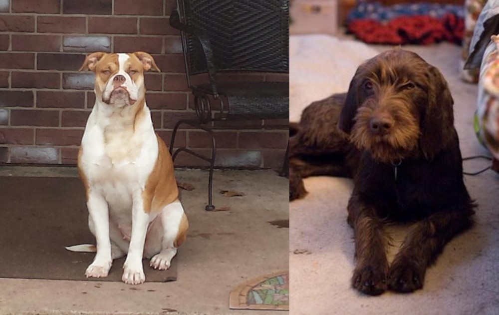 Pudelpointer vs Alapaha Blue Blood Bulldog - Breed Comparison