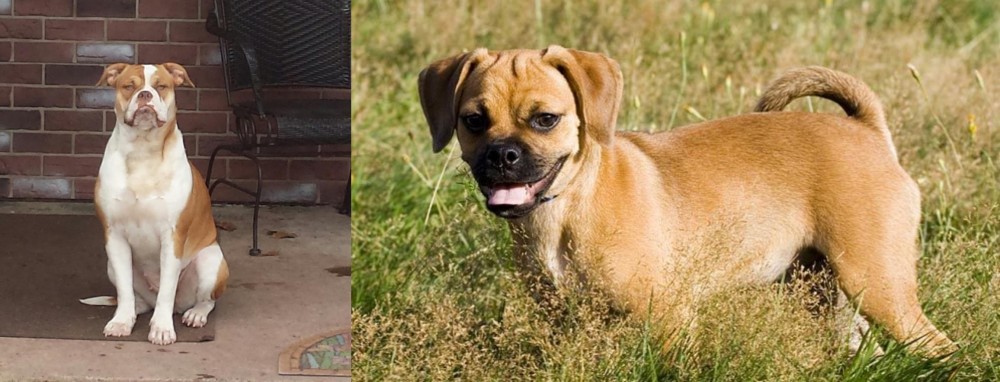 Puggle vs Alapaha Blue Blood Bulldog - Breed Comparison