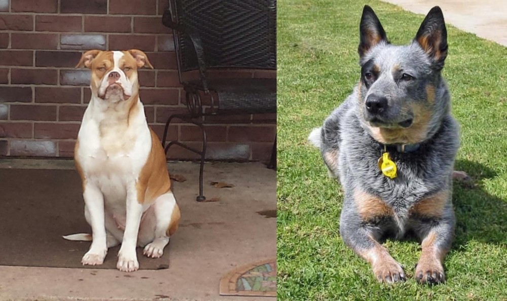 Queensland Heeler vs Alapaha Blue Blood Bulldog - Breed Comparison