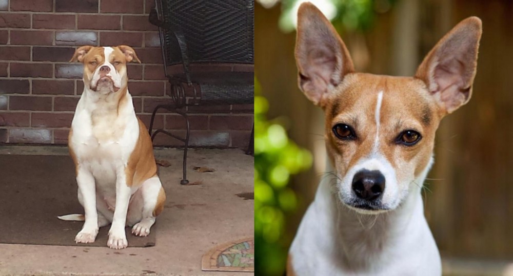 Rat Terrier vs Alapaha Blue Blood Bulldog - Breed Comparison
