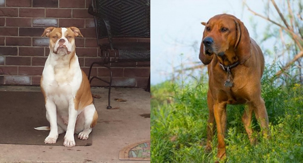 Redbone Coonhound vs Alapaha Blue Blood Bulldog - Breed Comparison